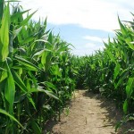 Thompson Farm Corn Maze