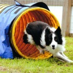 Dog Parks In Myrtle Beach Myrtlebeachhotels Com