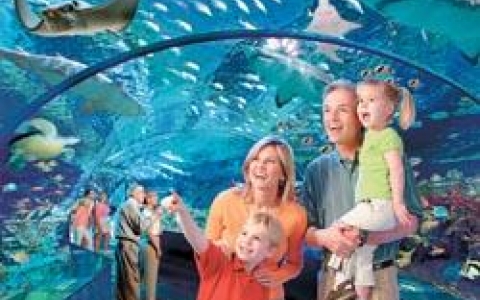 Ripley S Aquarium Things To Do Myrtlebeachhotels Com