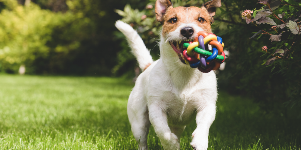 Treat Fido to a day of fun at one of these dog parks in Myrtle Beach!