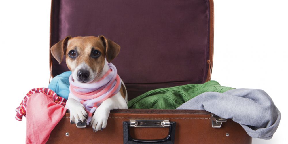 Top 5 Pet Friendly Hotels in Myrtle Beach MyrtleBeachHotels.com Top 5 Pet Friendly Hotels in Myrtle Beach MyrtleBeachHotels.com