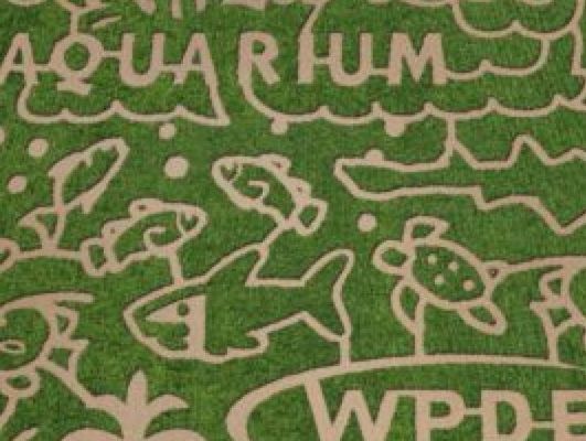 Try out your corn maze skills this week at Thompson Farm.