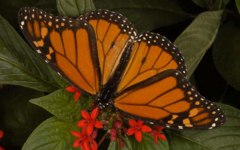 Check out one of nature's most beautiful creatures at Brookgreen Gardens' Whispering Wings Butterfly Experience!