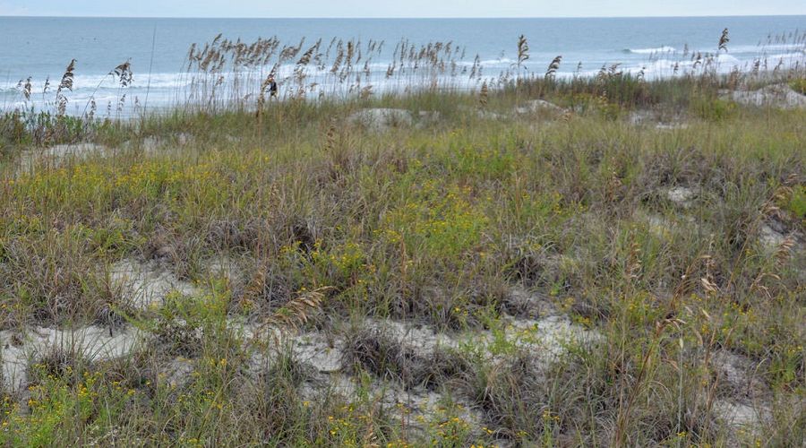 We're pretty sure that the uncrowded, undeveloped beaches of Myrtle Beach State Park are way better than Virginia Beach's Mount Trashmore.
