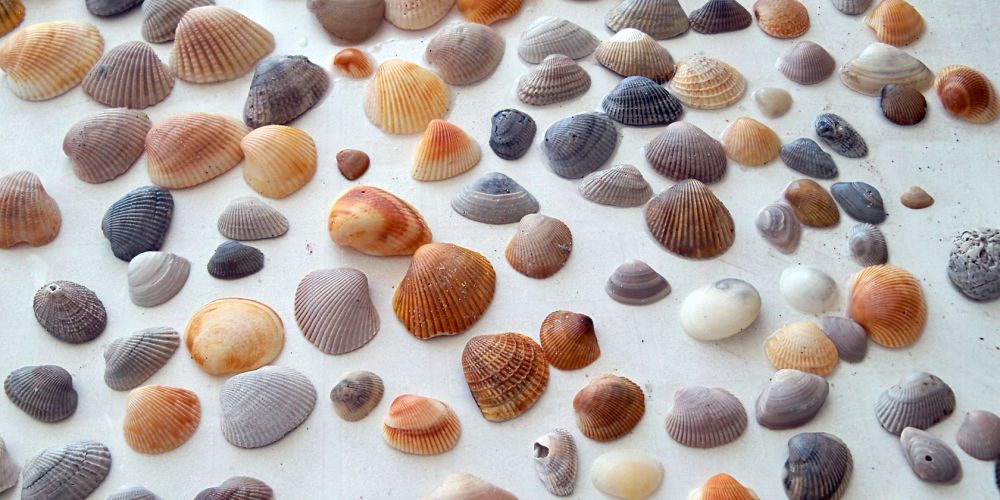 A guide to shells you’ll find at Myrtle Beach