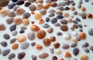 A guide to shells you'll find at Myrtle Beach