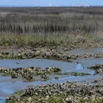 Huntington Beach State Park