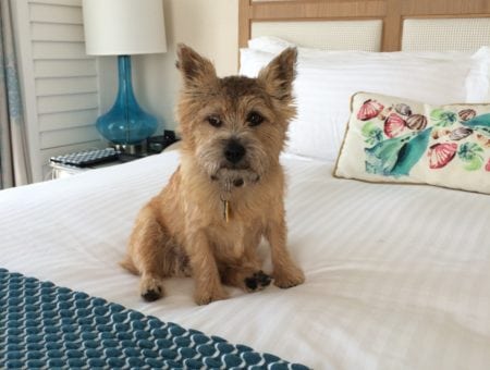 Don’t sneak pets into your room