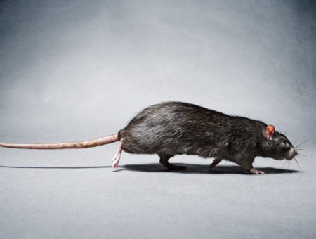Rats