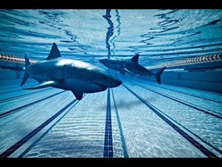 Don't catch ocean wildlife and put it in the pool