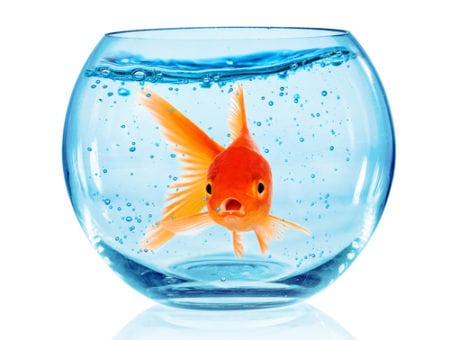 Temporary pet goldfish