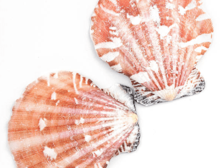 Calico Scallop