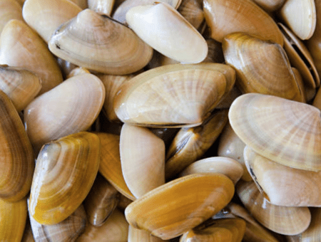 Coquina Clams