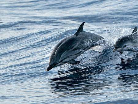 Go on a Dolphin Cruise