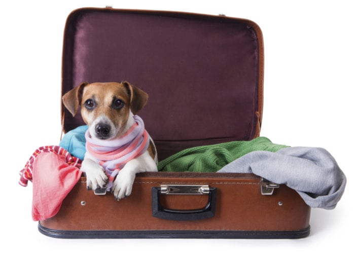 Top 5 Pet-Friendly Hotels in Myrtle Beach