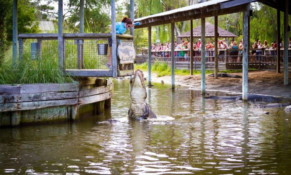 Alligator Adventure h