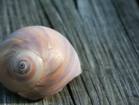 Atlantic Moon Snail Shell