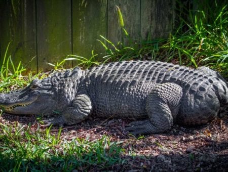 Alligator Adventure