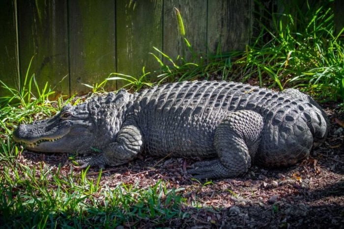 Alligator Adventure