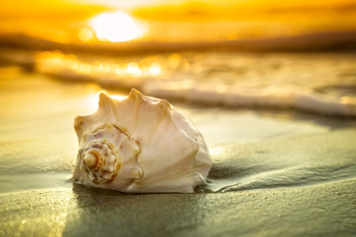 Myrtle Beach Seashells