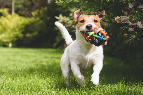 Treat Fido to a day of fun at one of these dog parks in Myrtle Beach!
