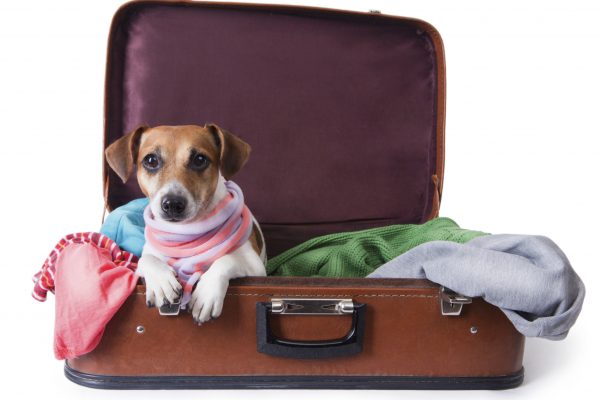 Top 5 Pet-Friendly Hotels in Myrtle Beach